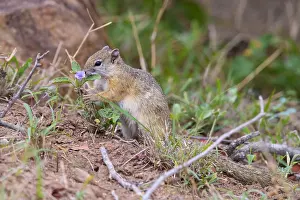 Daytime Nature Scenes Drucke: Smith's Bush Squirrel, Paraxerus cepapi