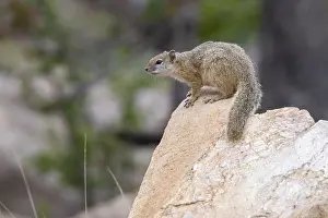 Daytime Animal Photos Drucke: Smith's Bush Squirrel, Paraxerus cepapi