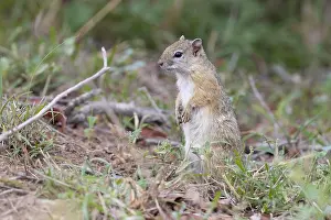 Smiths Busch-Eichhörnchen, Paraxerus cepapi
