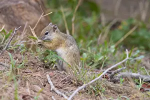 Daytime Nature Photos Drucke: Smith's Bush Squirrel, Paraxerus cepapi