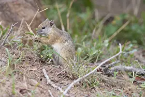 Daytime Animal Photos Drucke: Smith's Bush Squirrel, Paraxerus cepapi