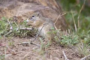 South African Nature Photography Drucke: Smith's Bush Squirrel, Paraxerus cepapi
