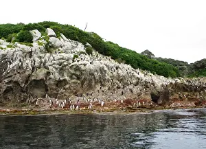 Eudyptes Robustus Drucke: Snares Penguin, Eudyptes robustus