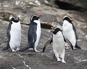 Eudyptes Robustus Drucke: Snares Penguin, Eudyptes robustus