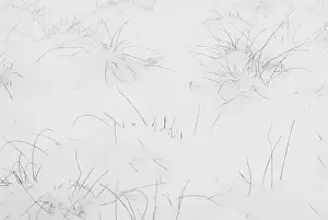 Europe Winter Landscapes Drucke: Sneeuw, snow
