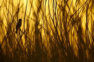 Spring Migration Birds Drucke: Snor; Savi's Warbler;