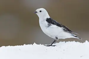 European Bird Drucke: Snow Bunting