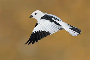 Snow Bunting Drucke: Snow Bunting