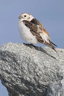 Icelandic Wildlife Images Drucke: Snow Bunting