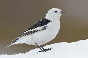 Snow Bunting Drucke: Snow Bunting