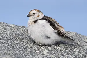 European Wildlife Birds Drucke: Snow Bunting