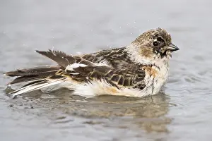 Snow Bunting Drucke: Snow Bunting