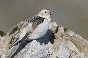 Daytime Bird Photography Tips Drucke: Snow Bunting