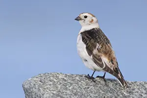 European Bird Drucke: Snow Bunting