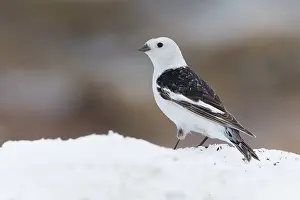 Winter Plumage Birds Drucke: Snow Bunting