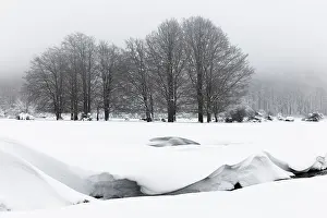 Snow Covered Trees Europe Drucke: Snowy Landscape
