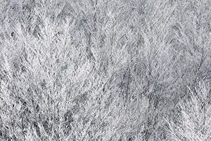 European Beech Landscape Drucke: Snowy Landscape