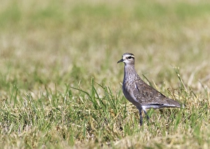 November Drucke: Geselliger Knopfsegl (Charadrius gregarius)