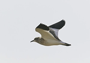 Markus Varesvuo Photos Drucke: Sociable Lapwing, Charadrius gregarius