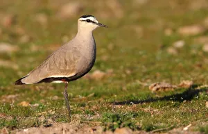 Gerahmter Druck : Geselliger Knopfweihe, Vanellus gregarius Gerahmter Druck : Geselliger Knopfweihe, Vanellus gregarius