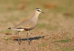 Wading Birds In Europe Drucke: Sociable Lapwing, Vanellus gregarius