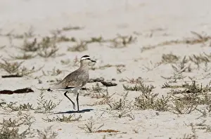Wildlife Photography In Asia Drucke: Sociable Lapwing, Vanellus gregarius