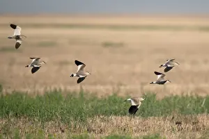 Gerahmter Druck : Soziale Lapwing, Vanellus gregarius