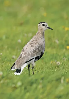 Texel Netherlands Wildlife Drucke: Sociable Lapwing, Vanellus gregarius