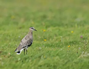 Texel Netherlands Wildlife Drucke: Sociable Lapwing, Vanellus gregarius