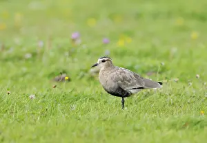 Texel Netherlands Wildlife Drucke: Sociable Lapwing, Vanellus gregarius