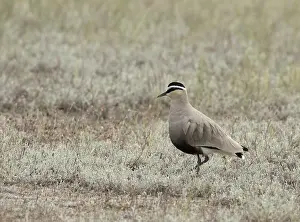 Critically Endangered Birds Drucke: Sociable Lapwing, Vanellus gregarius