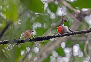 Bilder Datiert 26. Juli 2023: Solomons Robin, Petroica polymorpha