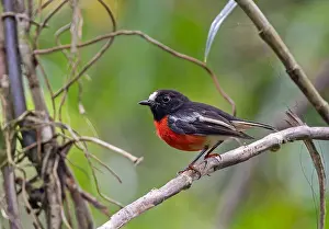Solomons Robin, Petroica polymorpha