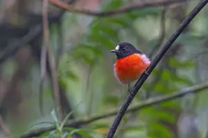 Bilder Datiert 26. Juli 2023: Solomons Robin, Petroica polymorpha