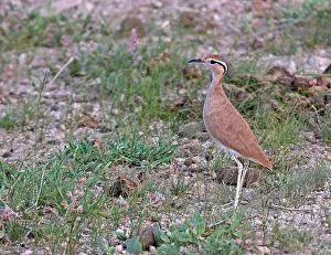 Somali-Kursschnabel, Cursorius somalensis