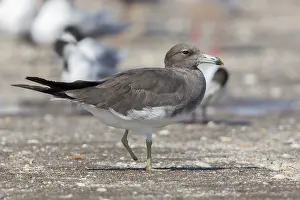 Charadriiformes Family Drucke: Sooty Gull
