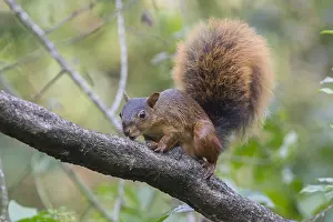 South America Wild Animals Drucke: Southern Amazon Red Squirrel (Sciurus spadiceus)