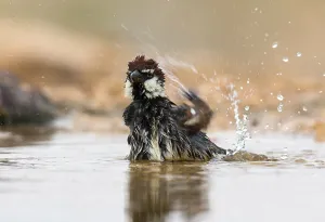Middle East Wildlife Photography Drucke: Spanish Sparrow