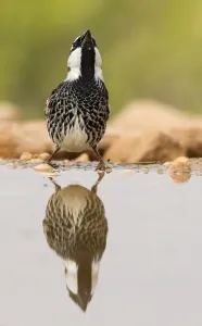 Spanischer Spatz