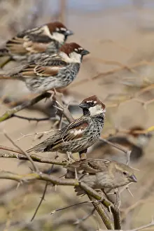 Spanish Sparrow Drucke: Spanish Sparrow