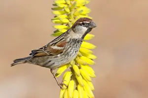 Nature Wildlife Photos Drucke: Spanish Sparrow