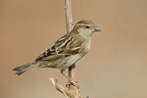 Nature Wildlife Photos Drucke: Spanish Sparrow