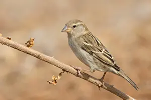 African Wildlife Animals Drucke: Spanish Sparrow