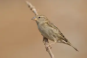 Africa Bird Species Drucke: Spanish Sparrow