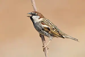 African Wildlife Animals Drucke: Spanish Sparrow
