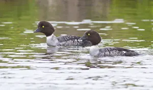 Iceland Bird Photography Drucke: Spatelente