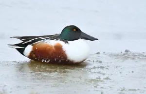 Dutch Wildlife Photos Drucke: Spatula clypeata