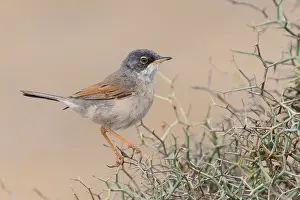Passeriformes Species Drucke: Spectacled Warbler