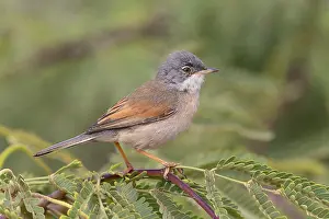 African Wildlife Animals Drucke: Spectacled Warbler