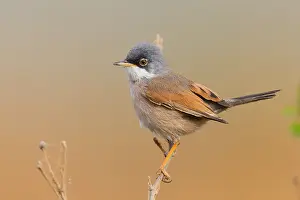 Sylviidae Family Birds Drucke: Spectacled Warbler